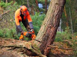How Our Tree Care Process Works  in  Briarcliff Manor, NY
